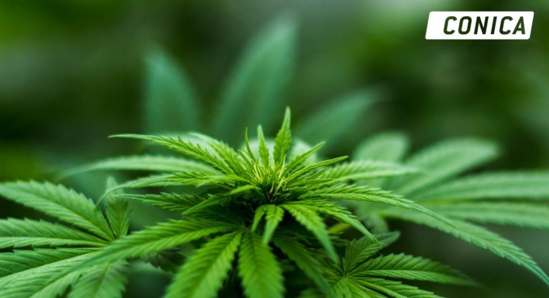 medical cannabis factory